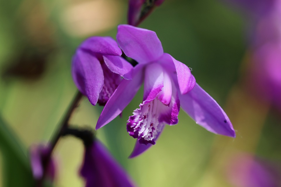 Guía de Cultivo de Orquídeas Bletilla – Azalea Tienda Botanica